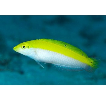 Halichoeres leucoxanthus