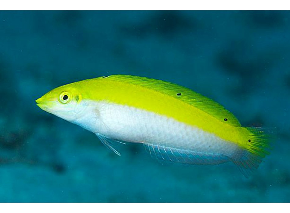 Halichoeres leucoxanthus