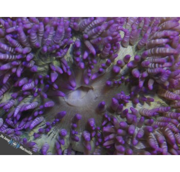 Heteractis aurora (Purple)