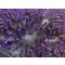 Heteractis aurora (Purple)