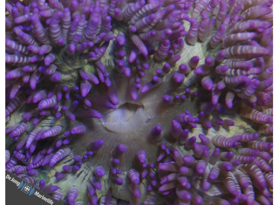 Heteractis aurora (Purple)