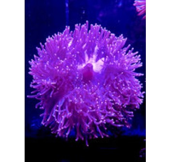 Heteractis magnifica 