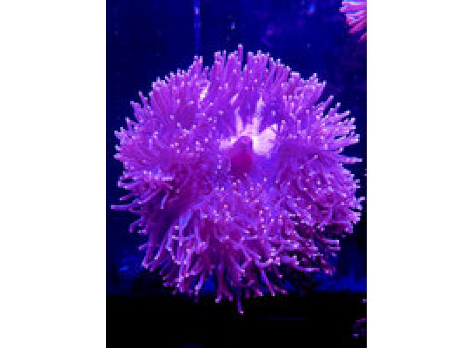 Heteractis magnifica 