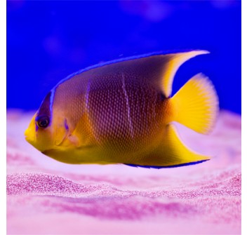 Holacanthus bermudensis allevamento L/XL