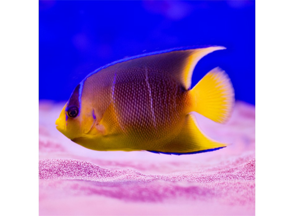 Holacanthus bermudensis allevamento L/XL