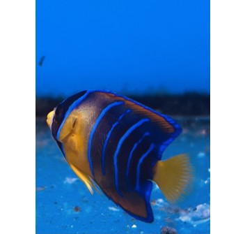 Holacanthus ciliaris giovanile di allevamento S