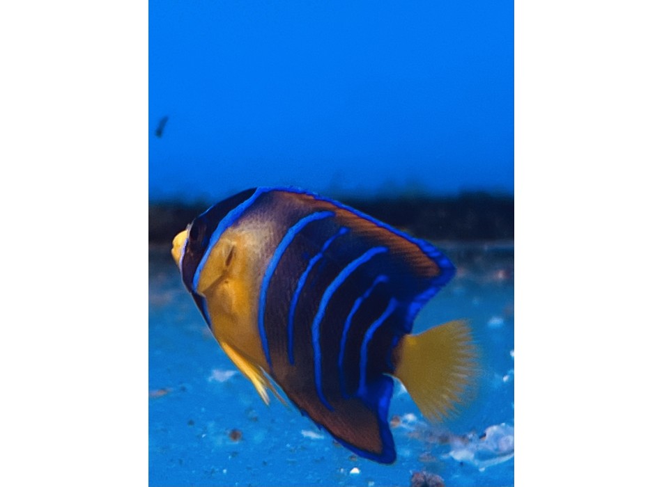 Holacanthus ciliaris giovanile di allevamento S