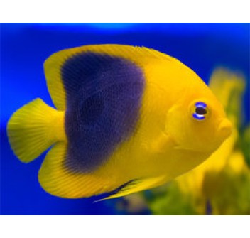 Holacanthus tricolor 