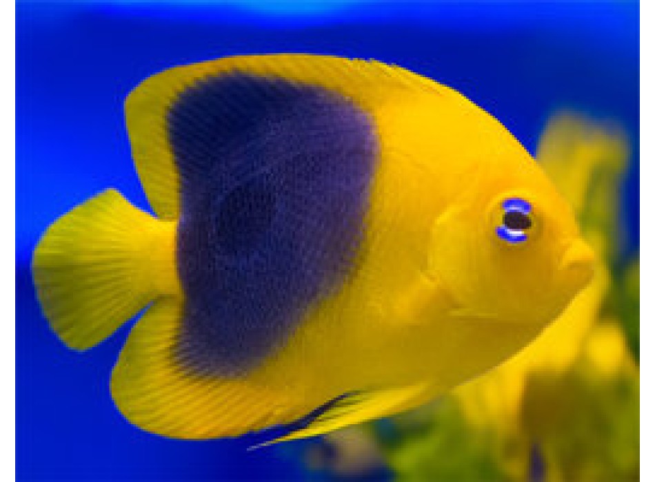 Holacanthus tricolor 