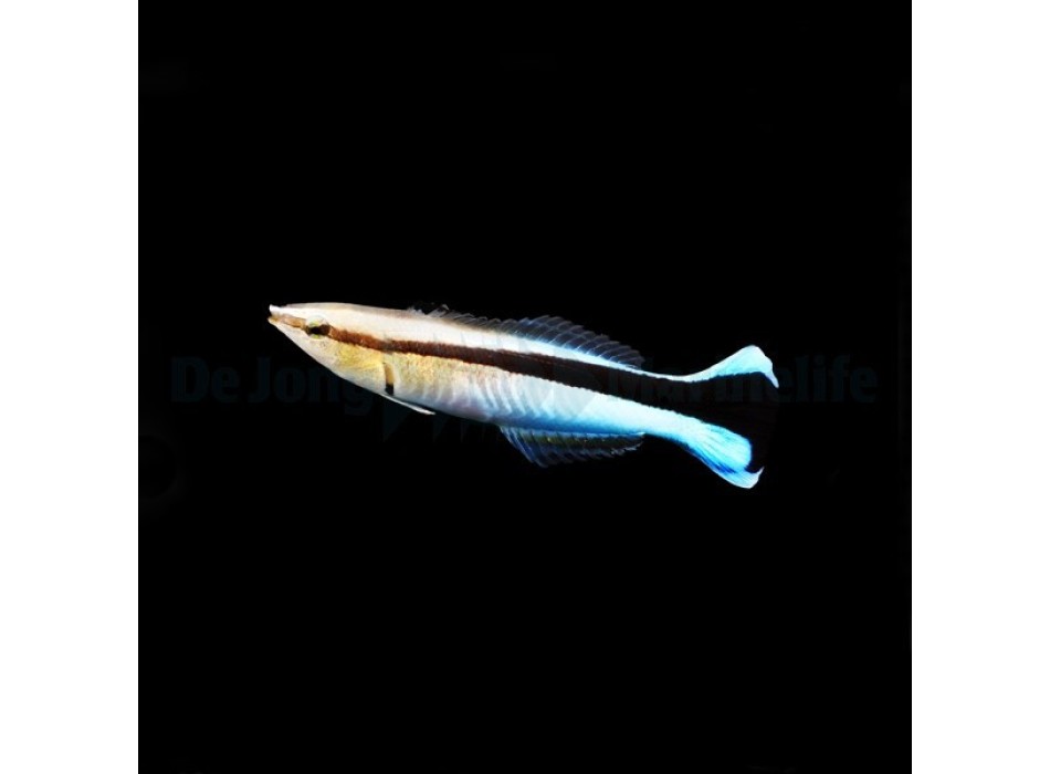 Labroides dimidiatus