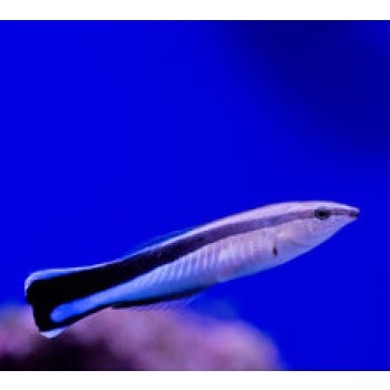 Labroides dimidiatus