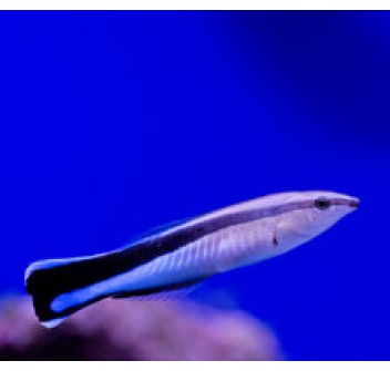 Labroides dimidiatus