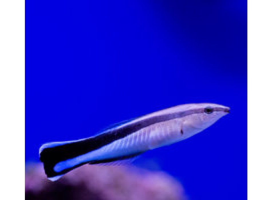 Labroides dimidiatus