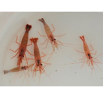 Lysmata wurdemanni - Bred