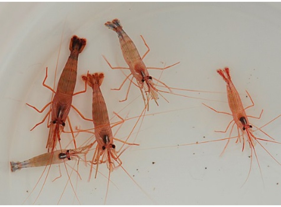 Lysmata wurdemanni - Bred