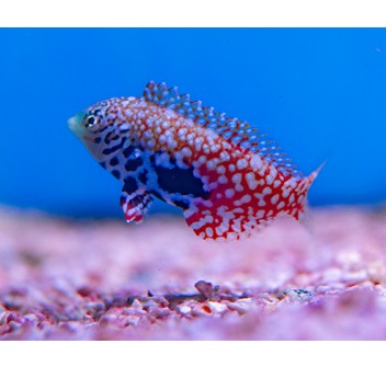 Macropharyngodon bipartitus