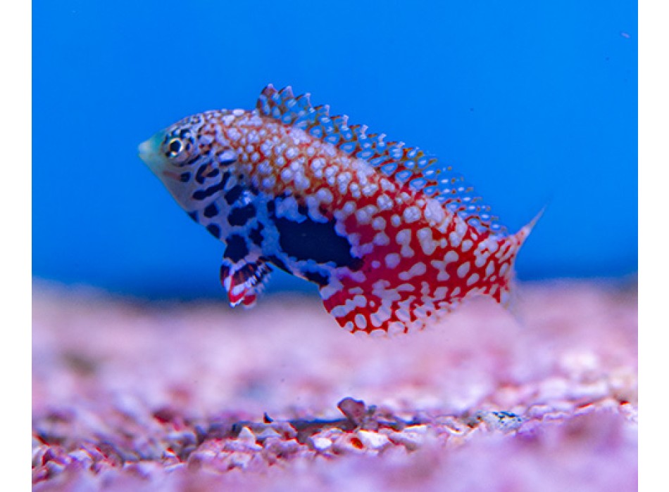 Macropharyngodon bipartitus