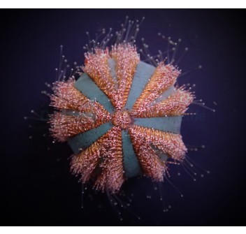 Mespilia Globolus - Riccio