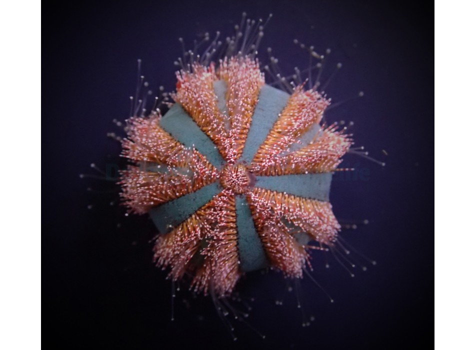 Mespilia Globolus - Riccio