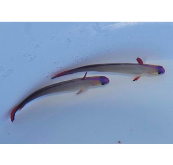 Nemateleotris exquisita