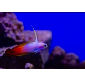 Nemateleotris magnifica