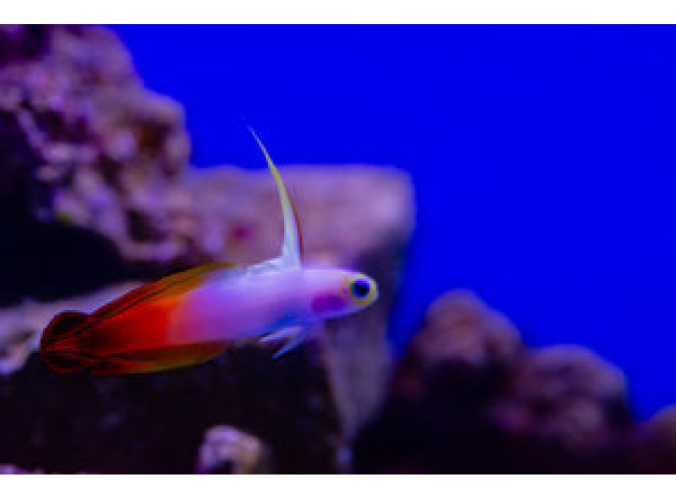 Nemateleotris magnifica