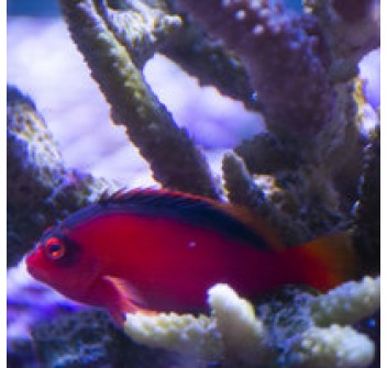 Neocirrhites armatus