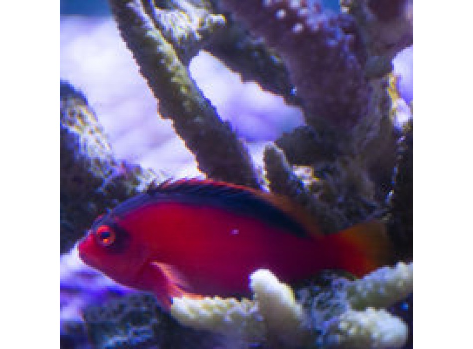 Neocirrhites armatus