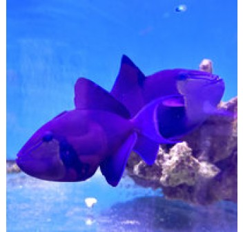 Odonus niger ML COPPIA (pair)