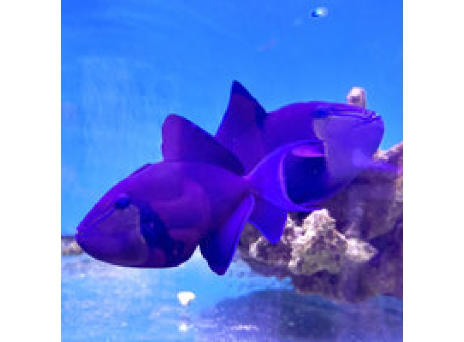 Odonus niger ML COPPIA (pair)