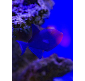 Odonus niger S