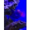 Odonus niger S