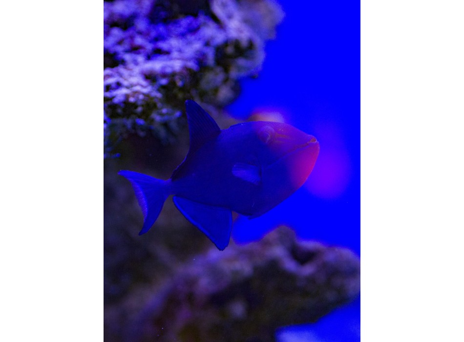 Odonus niger S