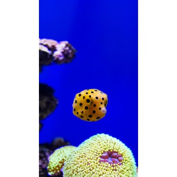 Ostracion cubicus Baby TINY