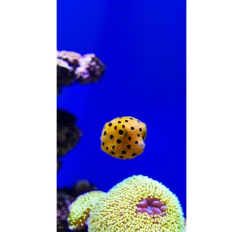 Ostracion cubicus Baby TINY