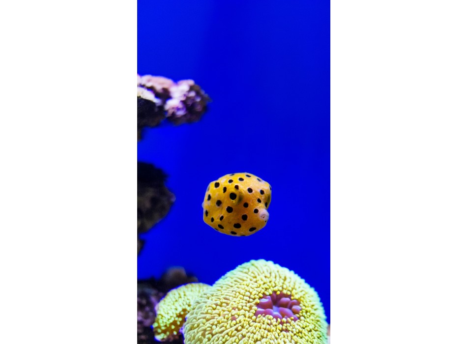 Ostracion cubicus Baby TINY