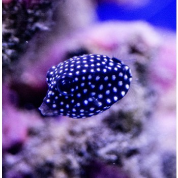 Ostracion meleagris XS