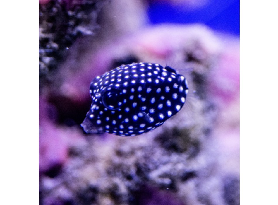 Ostracion meleagris XS