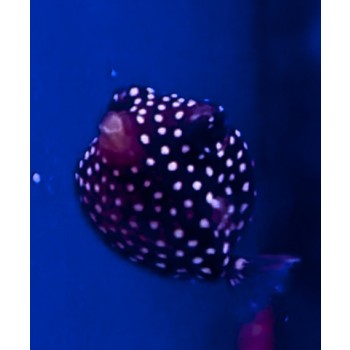 Ostracion meleagris XS