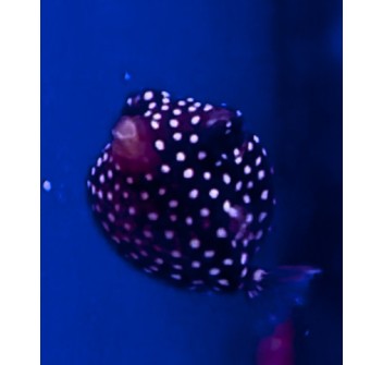 Ostracion meleagris XS