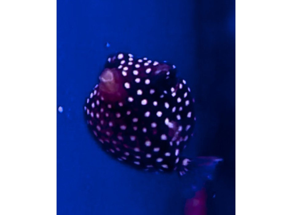 Ostracion meleagris XS