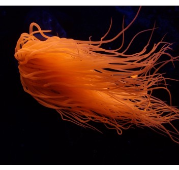 Pachycerianthus spp. (Orange)