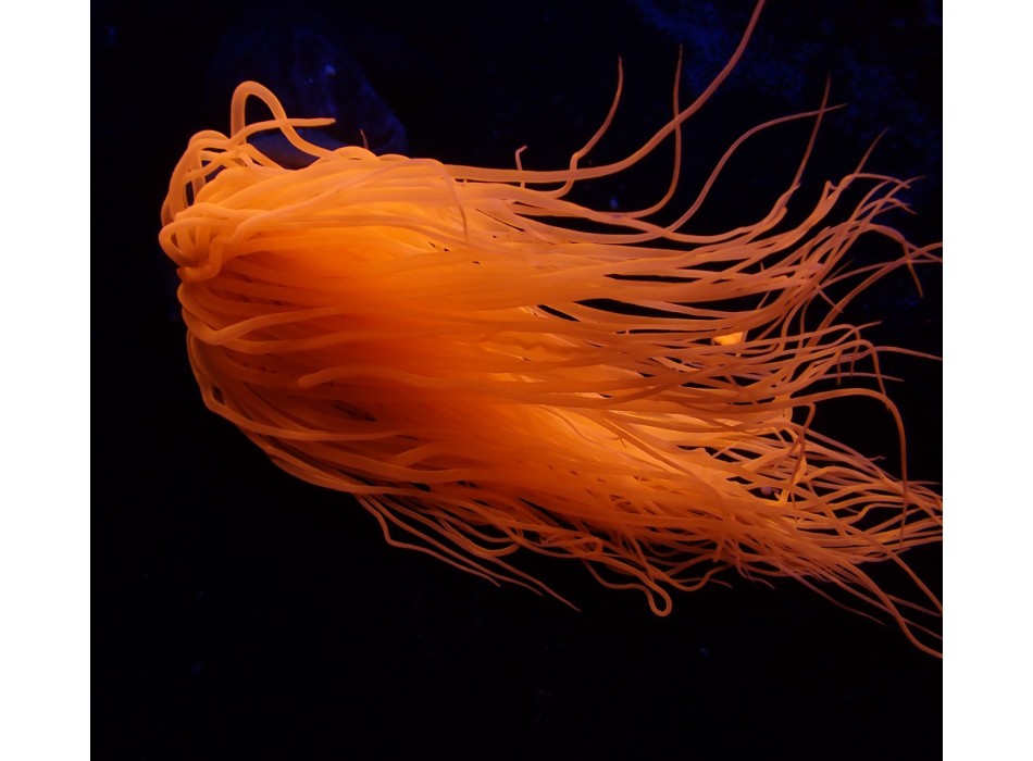 Pachycerianthus spp. (Orange)