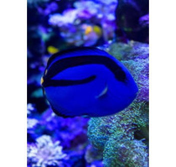 Paracanthurus hepatus M