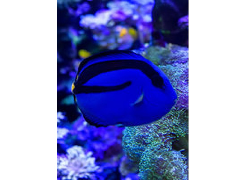 Paracanthurus hepatus M