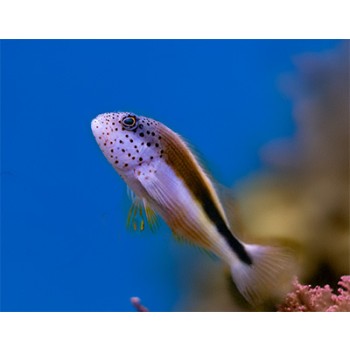 Paracirrhites forsteri