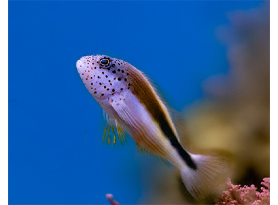 Paracirrhites forsteri