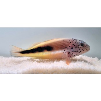 Paracirrhites forsteri