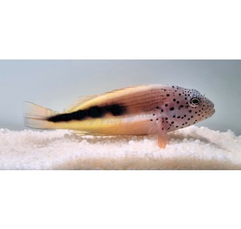 Paracirrhites forsteri