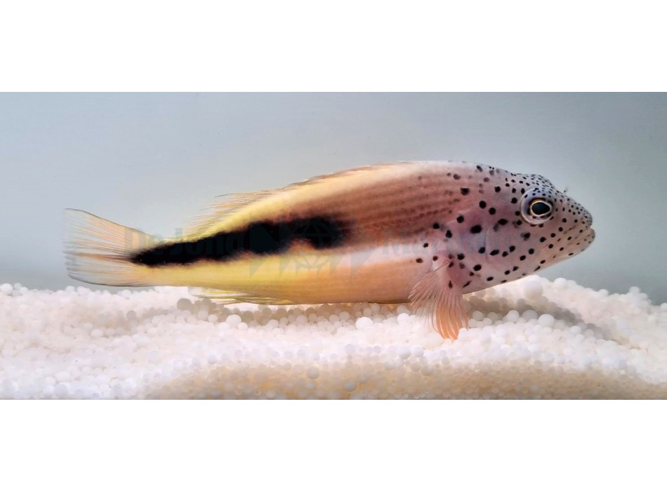 Paracirrhites forsteri